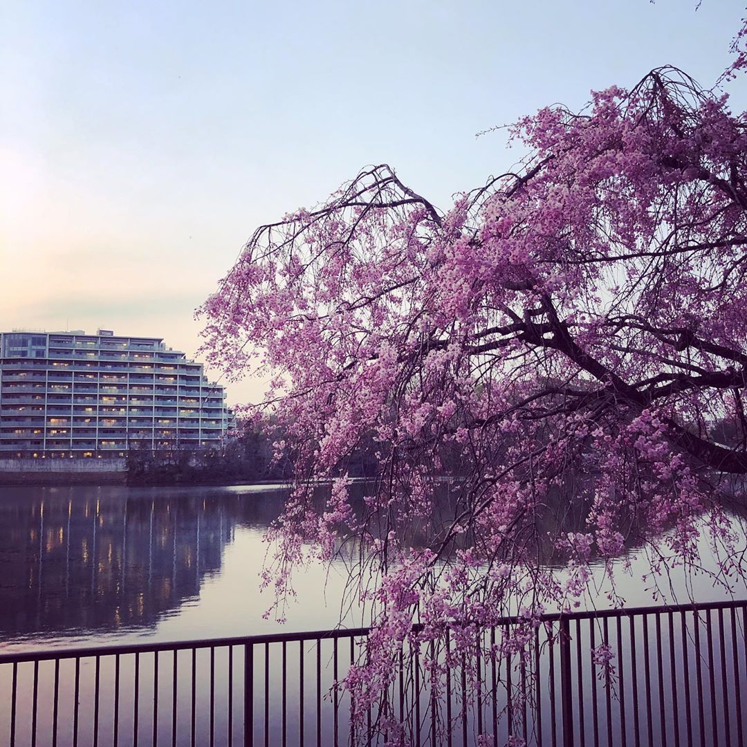 猫ヶ洞池と桜